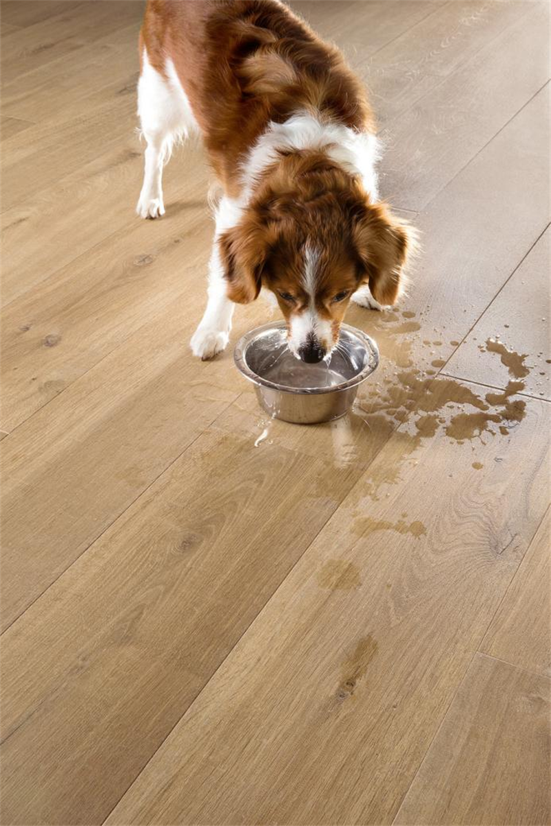 “寵物友好型”地板，得高Quick-Step無懼生活考驗 圖片 4